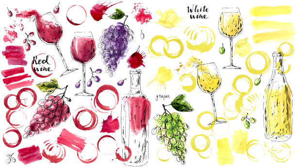 hand gezeichnete tinte und aquarell skizze von rot- und weißwein - dry wine stock-grafiken, -clipart, -cartoons und -symbole