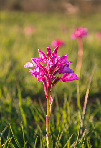 Anacamptis papilionacea or butterfly orchid wild flowers blooming