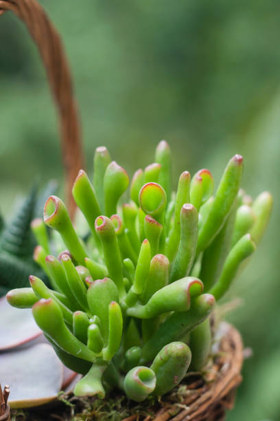 Crassula ovata Gollum succulent plant close up