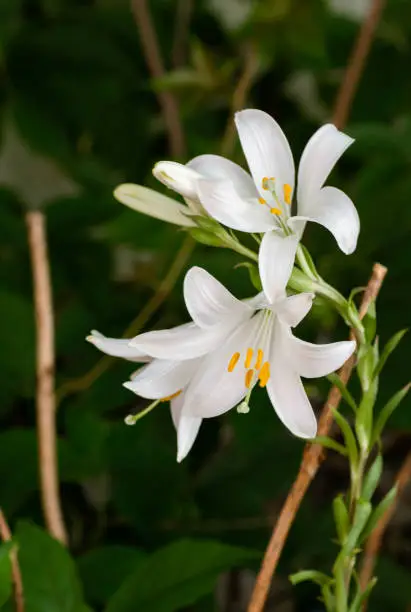 Photo of lilium candidum white flowers blooming