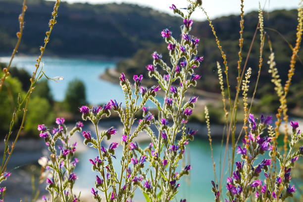 Echium vulgare blooming in Lagunas de Ruidera Natural Park, Spain