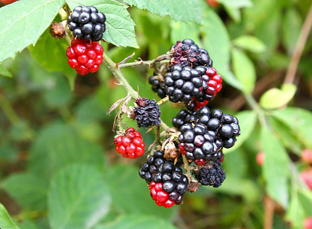 istock Branch of wild blackberry 119870610