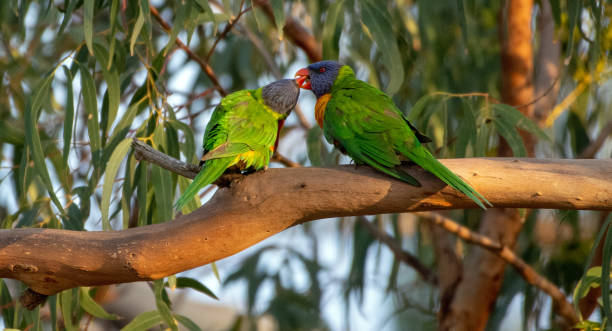 Rainbow Lorikeets Rainbow Lorikeets in a tree at Flinders Chase National Park on Kangaroo Island, South Australia, Australia rainbow lorikeet photos stock pictures, royalty-free photos & images