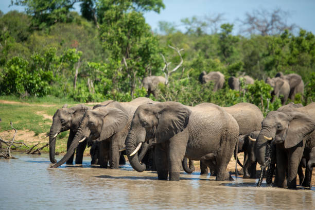 istock Herd of elephant swimming 1198706392