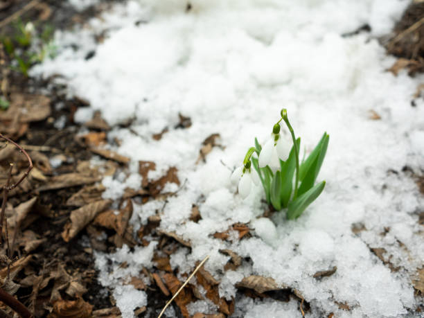 istock White Crocus sprouted through the snow and blooms in early spring. 1198706413