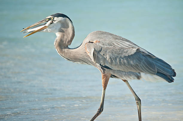 istock Great Blue Heron Eating a Fish on the Beach 119870642