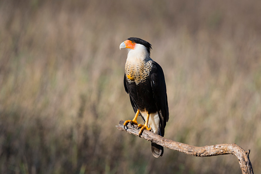 Beautiful bird of prey in Texas, USA.