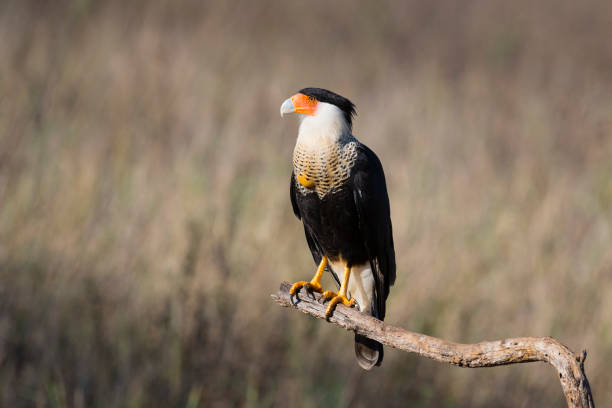 Northern crested caracara, adult perching, caracara cheriway, in Texas Beautiful bird of prey in Texas, USA. crested caracara stock pictures, royalty-free photos & images