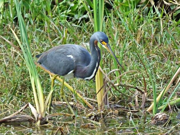 Tricolored Heron (Egretta tricolor) foraging in the Florida wetlands Tricolored Heron - profile tricolored heron stock pictures, royalty-free photos & images