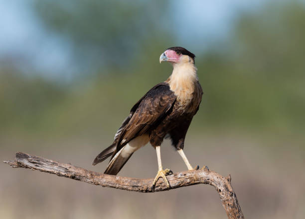 istock Northern crested caracara, Juvenile perching, caracara cheriway, in Texas 1198707014