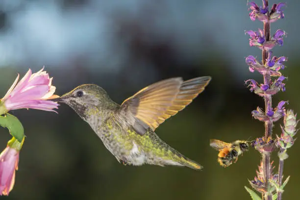 This is a photograph of a hummingbird and a bumblebee visit flowers