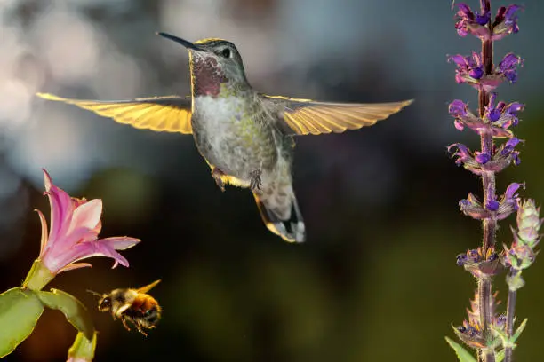 This is a photograph of a hummingbird and a bumblebee hovering around flowers