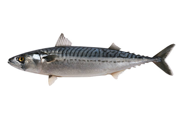 Close-up of whole fresh Mackerel Trade sample large mackerel on a white background. mackerel stock pictures, royalty-free photos & images