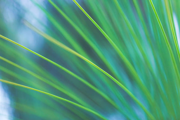sfondo verde astratto di una foglia di palma tropicale - beautiful surface level leaf lush foliage foto e immagini stock
