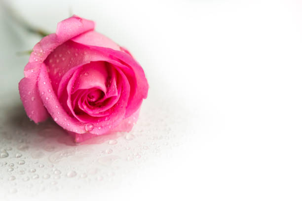 istock Pink rose on white background, copy space for the text 1198711272