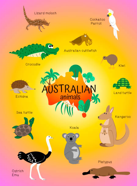 オーストラリアの動物、子供のためのポスター、教育カード。カモシカ、クロコダイル、モロッコ、キウイ、カンガルー、エキドナ、ダチョウエミュー、イカ、オカメインコ、コアラ、カメ - koala sign australian culture animal点のイラスト素材／クリップアート素材／マンガ素材／アイコン素材