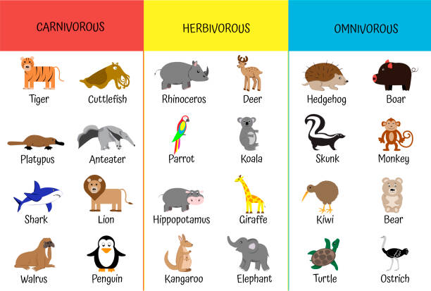 mięsożerne, roślinożerne, wszystkożerne. zwierzęta według kategorii. karta edukacyjna dla dzieci. zoologia dla uczniów i przedszkolaków. niedźwiedź, rekin, mrówkojad, żyrafa, hipopotam, kiwi, lew, struś - carnivore stock illustrations