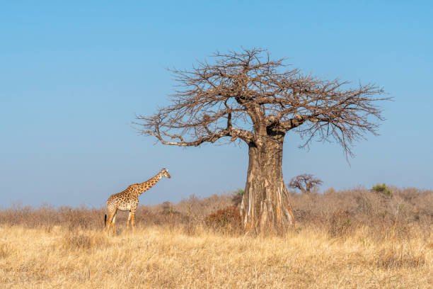 żyrafa i baobab pod błękitnym niebem w parku narodowym ruaha w tanzanii - african baobab zdjęcia i obrazy z banku zdjęć