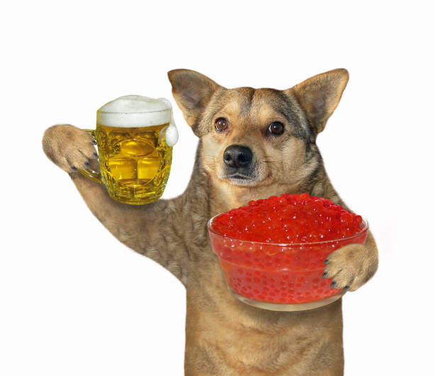 Dog with beer and red caviar