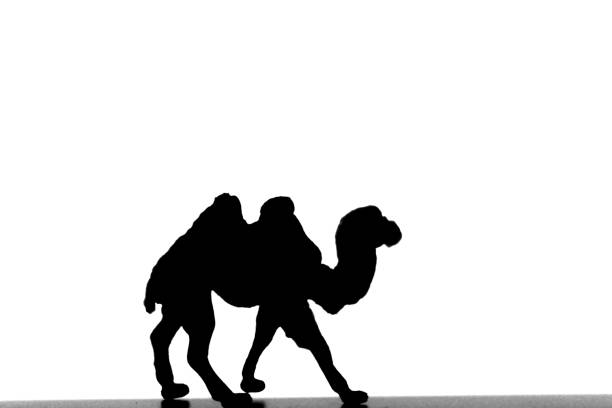 Black silhouette of a camel on a white background.