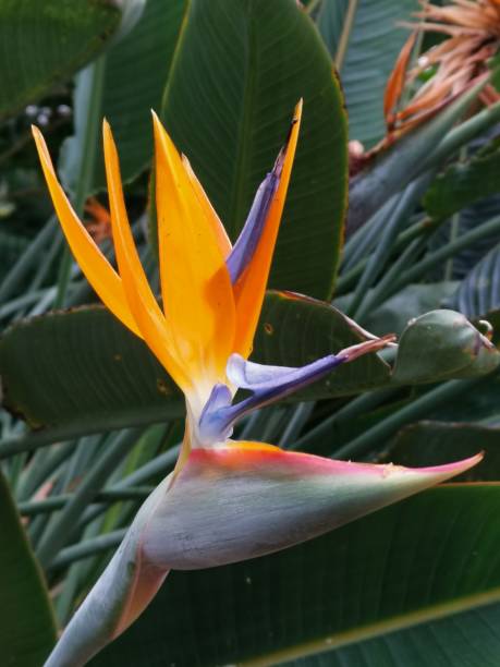 istock Bird of paradise flower 1198714633