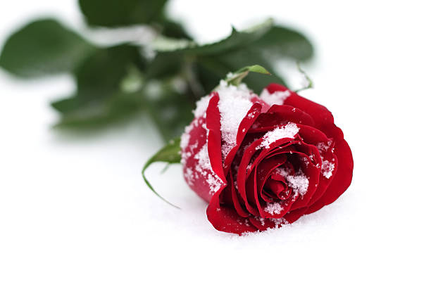 istock Red Rose in the snow 119871548