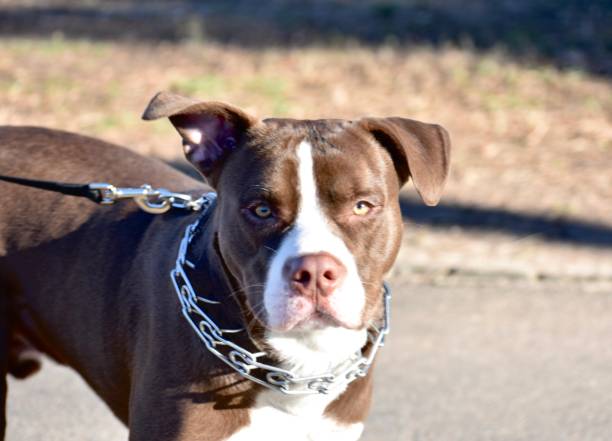 istock A young pit bull dog on a leash 1198716009