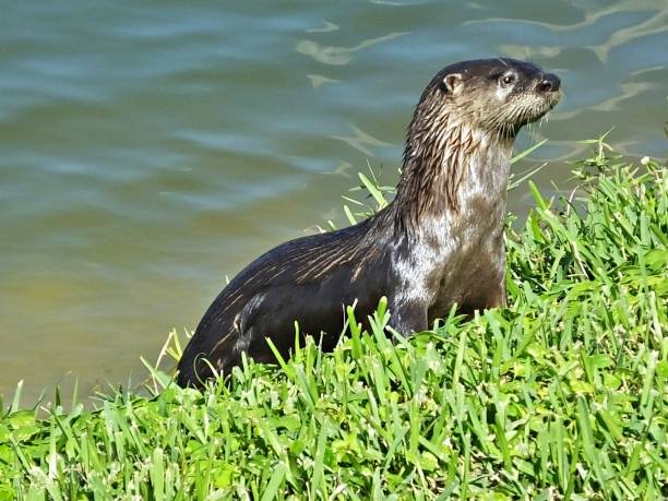 istock Otter (Lutra Canadensis) resting in the grass with wet fur 1198718693