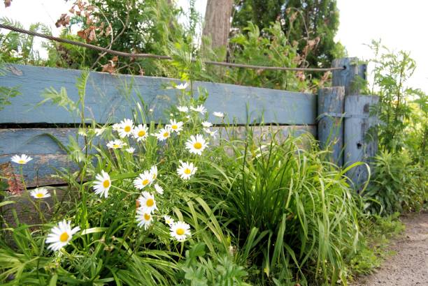 istock Daisies by a Blue Fence 1198718872