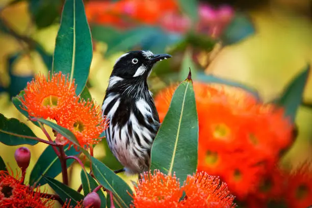 Photo of New Holland Honeyeater - Phylidonyris novaehollandiae - australian bird with yellow color in the wings feeding on the red bloom. Australia, Tasmania