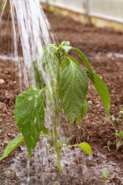 istock watering hose plants, closeup, garden, harvest 1198720982