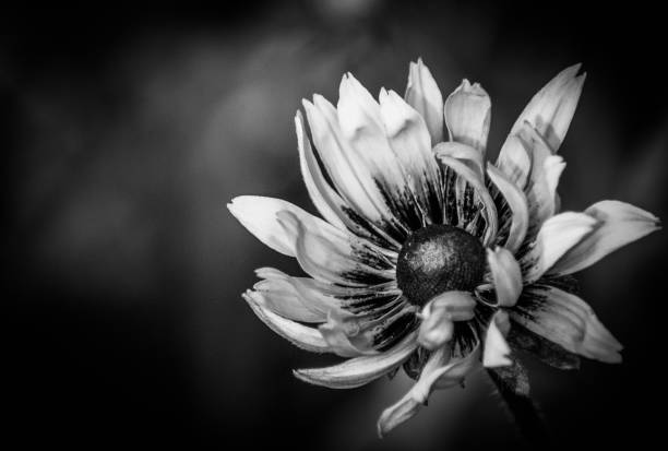 istock Rudbeckia Flower in Black and White 1198721833