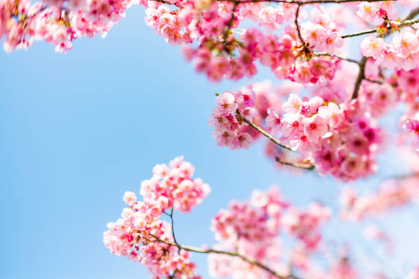 istock Tilt-Shift Image Of Pink Cherry Blossom 1198722814