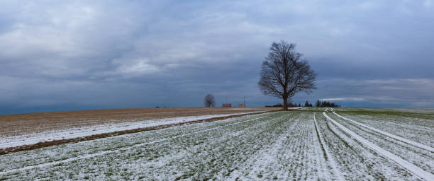 istock Lonely tree on the empty field in the winter 1198723917