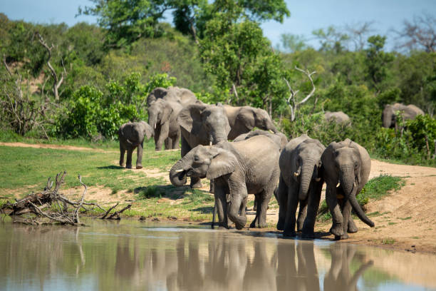 istock Herd of elephant swimming 1198725021