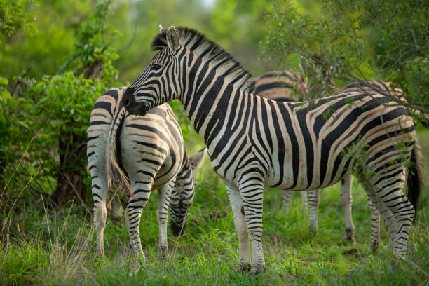 istock A dazzle of zebra 1198725252