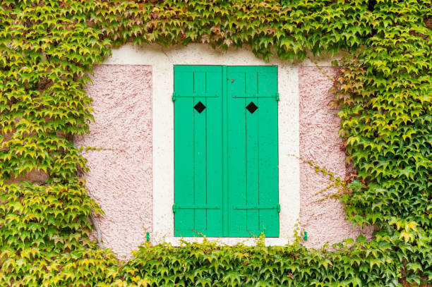 Window with closed green shutters surrounded by ivy on the pink Claude Monet house in Giverny, France