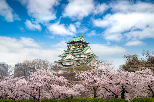 Osaka, Japan - April 09,2017 : Osaka Castle with Japanese cherry blossom garden and tourist sightseeing at Osaka, Japan. Japan tourism, history building, or tradition culture and travel concept