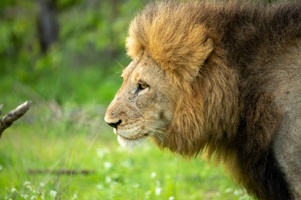 istock Large dominant male lion 1198730093