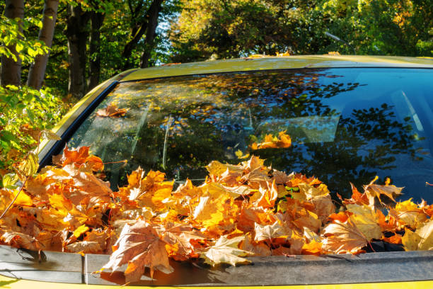 istock autumnal foliage on a car window 1198730697