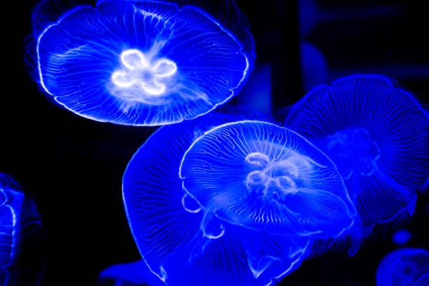 istock jellyfish at the aquarium 1198731587