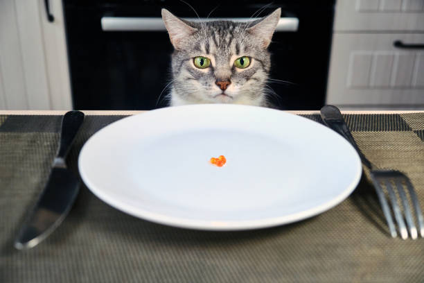 istock The grumpy cat looks at the empty plate with red caviar. Sad cat sitting in front of a table with an empty bowl. Human food is harmful to animals. Frustrated pet in the kitchen 1198733439