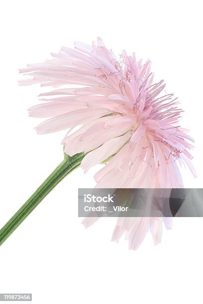 Crepis Stockfoto und mehr Bilder von Baumblüte - Baumblüte, Blume, Blüte