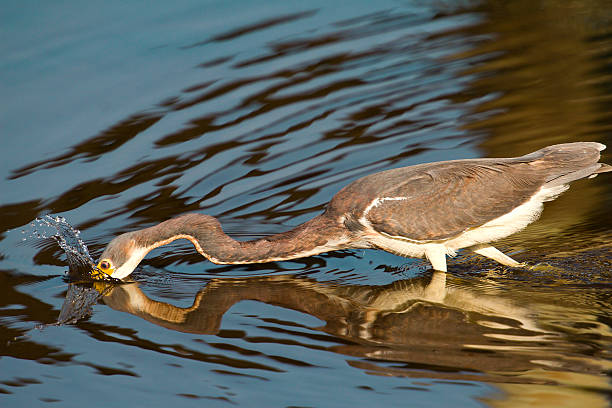 Tri-Colored Heron Going for a Fish stock photo