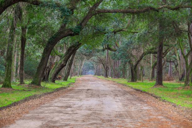 istock Oak Allee in South Carolina 1198739565