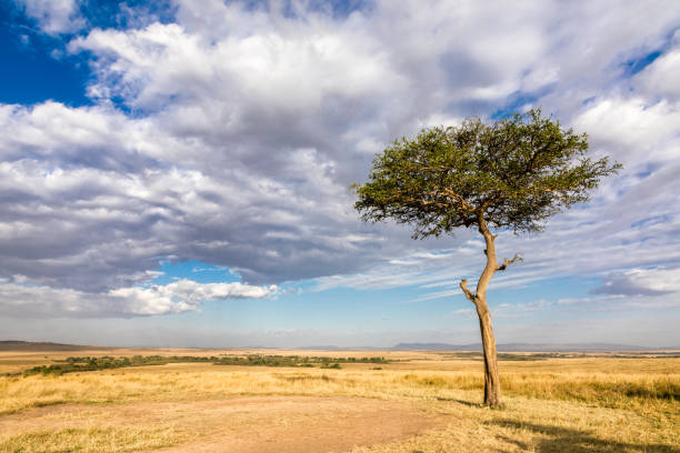 istock Acacia tree cloudscape in the Masai Mara 1198739701