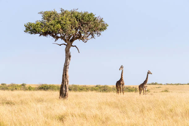 giraffa masai e un albero di acacia nel masai mara - masai giraffe foto e immagini stock