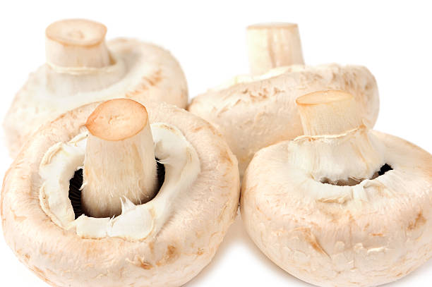 Mushrooms Isolated on a White Background stock photo