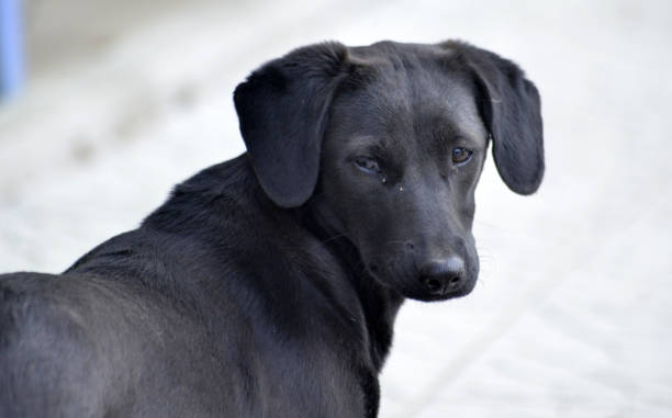 istock black stray dog portrait outdoor 1198740219