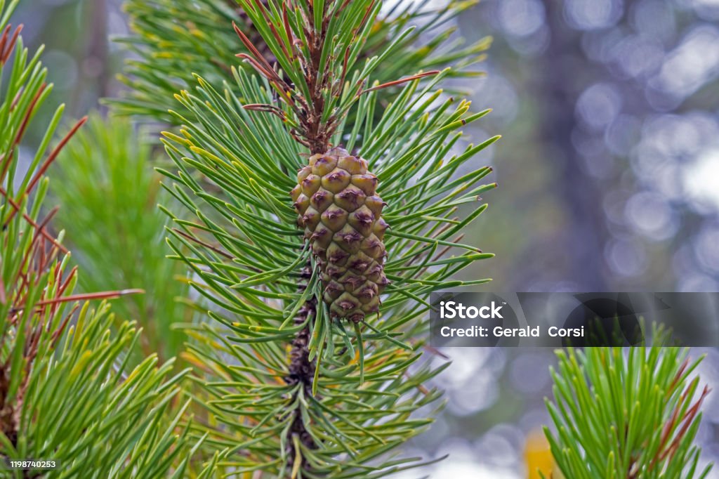 Biskop Pine, Pinus muricata, Mendocino County i Kalifornien - Royaltyfri Barr Bildbanksbilder